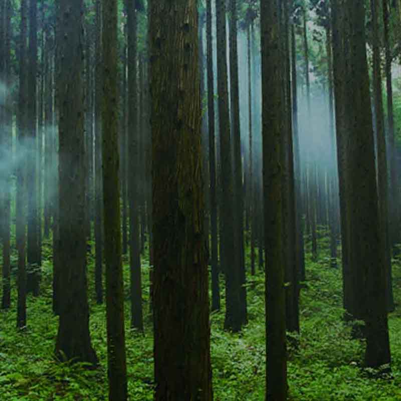 Forest picture