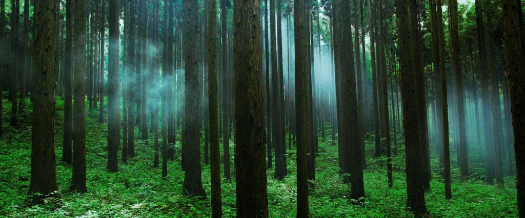 Japanese cypress / Sugi forest stands