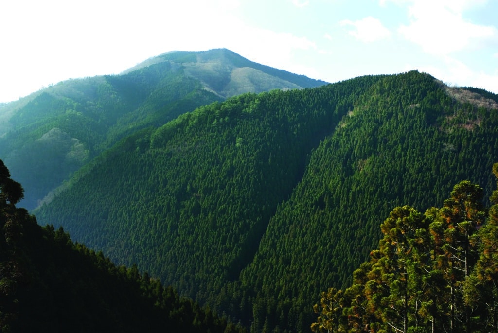 Mountaineous forest in Western Japan